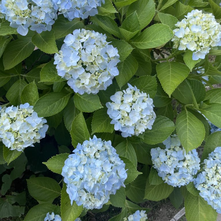 障がいのオープン・クローズ